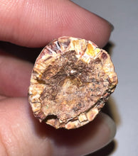 Load image into Gallery viewer, Phytosaur Monster Size Fossil Tooth 2.25 Inches! Fantastic Serrations! Triassic Aquatic Reptile!
