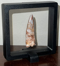 Load image into Gallery viewer, Phytosaur Monster Size Fossil Tooth 2.25 Inches! Fantastic Serrations! Triassic Aquatic Reptile!
