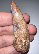 Load image into Gallery viewer, Phytosaur Monster Size Fossil Tooth 2.42 Inches! Fantastic Serrations! Triassic Aquatic Reptile!
