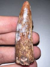 Load image into Gallery viewer, Phytosaur Monster Size Fossil Tooth 2.42 Inches! Fantastic Serrations! Triassic Aquatic Reptile!
