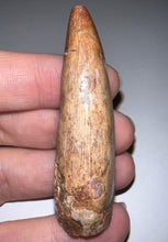 Load image into Gallery viewer, Phytosaur Monster Size Fossil Tooth 2.42 Inches! Fantastic Serrations! Triassic Aquatic Reptile!
