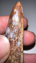 Load image into Gallery viewer, Phytosaur Monster Size Fossil Tooth 2.42 Inches! Fantastic Serrations! Triassic Aquatic Reptile!
