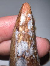 Load image into Gallery viewer, Phytosaur Monster Size Fossil Tooth 2.42 Inches! Fantastic Serrations! Triassic Aquatic Reptile!
