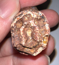 Load image into Gallery viewer, Phytosaur Monster Size Fossil Tooth 2.42 Inches! Fantastic Serrations! Triassic Aquatic Reptile!

