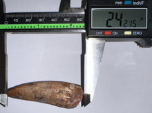 Load image into Gallery viewer, Phytosaur Monster Size Fossil Tooth 2.42 Inches! Fantastic Serrations! Triassic Aquatic Reptile!
