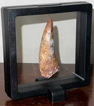 Load image into Gallery viewer, Phytosaur Monster Size Fossil Tooth 2.42 Inches! Fantastic Serrations! Triassic Aquatic Reptile!
