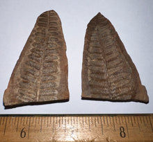 Load image into Gallery viewer, Large Fossil Tree Ferns from Mazon Creek both halves 2.2 Inches One Pair Per Order
