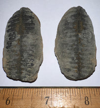 Load image into Gallery viewer, Large Fossil Tree Ferns from Mazon Creek both halves 2.2 Inches One Pair Per Order
