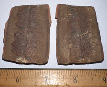 Load image into Gallery viewer, Large Fossil Tree Ferns from Mazon Creek both halves 2.2 Inches One Pair Per Order
