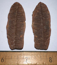 Load image into Gallery viewer, Large Fossil Tree Ferns from Mazon Creek both halves 2.2 Inches One Pair Per Order
