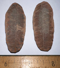 Load image into Gallery viewer, Large Fossil Tree Ferns from Mazon Creek both halves 2.2 Inches One Pair Per Order
