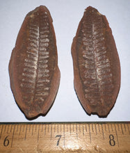 Load image into Gallery viewer, Large Fossil Tree Ferns from Mazon Creek both halves 2.2 Inches One Pair Per Order
