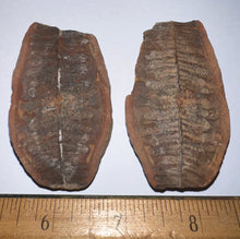 Load image into Gallery viewer, Large Fossil Tree Ferns from Mazon Creek both halves 2.2 Inches One Pair Per Order
