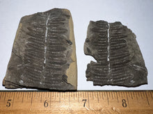 Load image into Gallery viewer, Large Fossil Tree Ferns from Mazon Creek both halves 2.2 Inches One Pair Per Order
