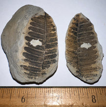 Load image into Gallery viewer, Large Fossil Tree Ferns from Mazon Creek both halves 2.2 Inches One Pair Per Order
