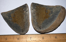 Load image into Gallery viewer, Large Fossil Tree Ferns from Mazon Creek both halves 2.2 Inches One Pair Per Order
