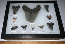 Load image into Gallery viewer, XL Premium Labeled 10 Fossil Shark Tooth Collection in a Riker Mount with a Megalodon
