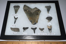 Load image into Gallery viewer, XL Premium Labeled 10 Fossil Shark Tooth Collection in a Riker Mount with a Megalodon
