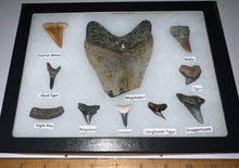 Load image into Gallery viewer, XL Premium Labeled 10 Fossil Shark Tooth Collection in a Riker Mount with a Megalodon

