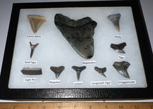 Load image into Gallery viewer, XL Premium Labeled 10 Fossil Shark Tooth Collection in a Riker Mount with a Megalodon
