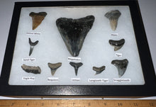 Load image into Gallery viewer, XL Premium Labeled 10 Fossil Shark Tooth Collection in a Riker Mount with a Megalodon
