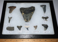 Load image into Gallery viewer, XL Premium Labeled 10 Fossil Shark Tooth Collection in a Riker Mount with a Megalodon
