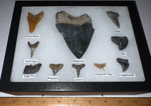 Load image into Gallery viewer, XL Premium Labeled 10 Fossil Shark Tooth Collection in a Riker Mount with a Megalodon
