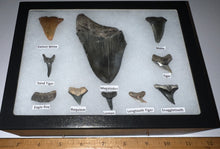 Load image into Gallery viewer, XL Premium Labeled 10 Fossil Shark Tooth Collection in a Riker Mount with a Megalodon
