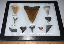Load image into Gallery viewer, XL Premium Labeled 10 Fossil Shark Tooth Collection in a Riker Mount with a Megalodon
