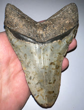Load image into Gallery viewer, Huge Megalodon Fossil Shark Tooth 4.82 Inches Great Serrations! Not Repaired!
