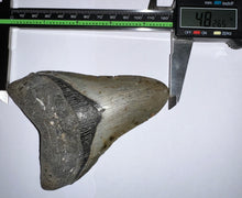 Load image into Gallery viewer, Huge Megalodon Fossil Shark Tooth 4.82 Inches Great Serrations! Not Repaired!
