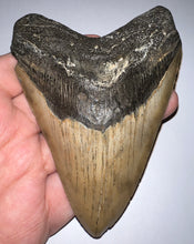 Load image into Gallery viewer, Huge Megalodon Fossil Shark Tooth 4.64 Inches Fantastic Serrations! Not Repaired!
