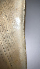Load image into Gallery viewer, Huge Megalodon Fossil Shark Tooth 4.64 Inches Fantastic Serrations! Not Repaired!
