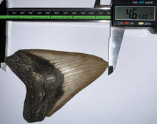 Load image into Gallery viewer, Huge Megalodon Fossil Shark Tooth 4.64 Inches Fantastic Serrations! Not Repaired!
