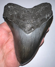 Load image into Gallery viewer, Huge Megalodon Jet Black Fossil Shark Tooth 4.89 Inches Fantastic Serrations! Not Repaired!
