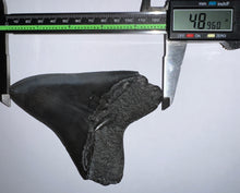 Load image into Gallery viewer, Huge Megalodon Jet Black Fossil Shark Tooth 4.89 Inches Fantastic Serrations! Not Repaired!
