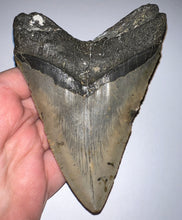 Load image into Gallery viewer, Huge Megalodon Fossil Shark Tooth 5.01 Inches! Not Repaired! INCREDIBLE Serrations!
