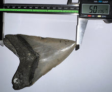 Load image into Gallery viewer, Huge Megalodon Fossil Shark Tooth 5.01 Inches! Not Repaired! INCREDIBLE Serrations!
