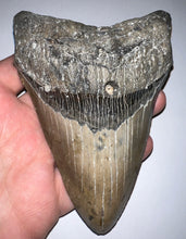 Load image into Gallery viewer, Huge Megalodon Fossil Shark Tooth 5.18 Inches! Not Repaired! Fantastic Serrations!
