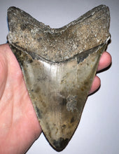 Load image into Gallery viewer, Huge Megalodon Fossil Shark Tooth 5.18 Inches! Not Repaired! Fantastic Serrations!
