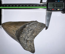 Load image into Gallery viewer, Huge Megalodon Fossil Shark Tooth 5.18 Inches! Not Repaired! Fantastic Serrations!
