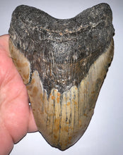 Load image into Gallery viewer, Huge Megalodon Fossil Shark Tooth 5.49 Inches! Not Repaired!
