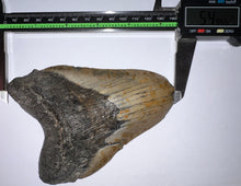 Load image into Gallery viewer, Huge Megalodon Fossil Shark Tooth 5.49 Inches! Not Repaired!
