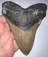 Load image into Gallery viewer, Huge Megalodon Pathological Fossil Shark Tooth with Residual Cusp 5.09 Inches! Not Repaired! Fantastic Serrations!
