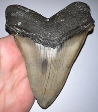 Load image into Gallery viewer, Huge Megalodon Pathological Fossil Shark Tooth with Residual Cusp 5.09 Inches! Not Repaired! Fantastic Serrations!
