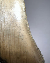 Load image into Gallery viewer, Huge Megalodon Pathological Fossil Shark Tooth with Residual Cusp 5.09 Inches! Not Repaired! Fantastic Serrations!
