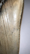 Load image into Gallery viewer, Huge Megalodon Pathological Fossil Shark Tooth with Residual Cusp 5.09 Inches! Not Repaired! Fantastic Serrations!
