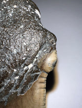 Load image into Gallery viewer, Huge Megalodon Pathological Fossil Shark Tooth with Residual Cusp 5.09 Inches! Not Repaired! Fantastic Serrations!
