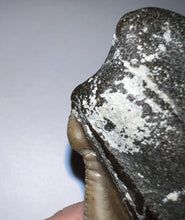 Load image into Gallery viewer, Huge Megalodon Pathological Fossil Shark Tooth with Residual Cusp 5.09 Inches! Not Repaired! Fantastic Serrations!
