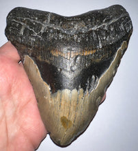 Load image into Gallery viewer, HUGE Megalodon Fossil Shark Tooth 5.84 Inches! Not Repaired!
